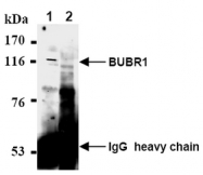 AM08440AF-N - BUB1B