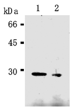 AM20291AF-N - Caspase-14