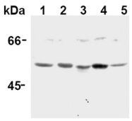 AM20297AF-N - Caspase-12