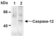 AM20297AF-N - Caspase-12