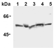 AM20298AF-N - Caspase-12