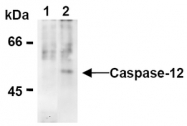 AM20298AF-N - Caspase-12