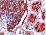 AP15412PU-M - CD10 / Neprilysin