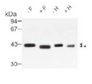 AP02133SU-N - SPARC / Osteonectin