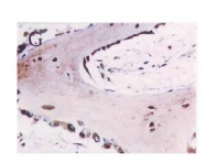 AP02133SU-N - SPARC / Osteonectin