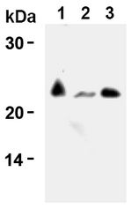 AM20299AF-N - CD3