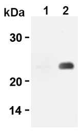 AM20299AF-N - CD3