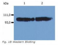 SM3103B - CD18 / ITGB2