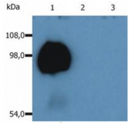 SM3023R - CD43 / Leukosialin
