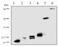 DP3514 - 6xHistidine Epitope Tag