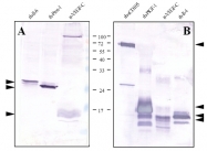 DP3514 - 6xHistidine Epitope Tag