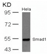 AP08071PU-N - SMAD1