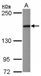 AP22367PU-N - EIF3A / EIF3S10