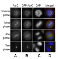 AP13519PU-N - Aurora kinase C