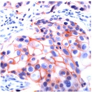 AM11133PU-S - CD326 / EPCAM / TACSTD1