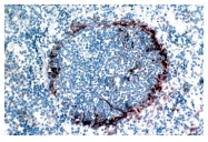SM066P - CD169 / SIGLEC1