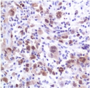 AM20307PU-S - IRF4