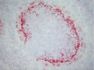 SM066B - CD169 / SIGLEC1