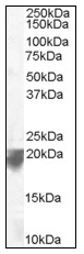 AP16205PU-N - VPS29