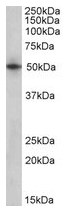 AP22419PU-N - Septin-4 (SEPT4)