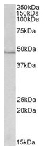 AP22440PU-N - Isocitrate dehydrogenase / IDH