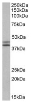 AP22441PU-N - Isocitrate dehydrogenase / IDH