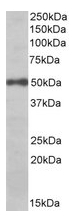 AP22437PU-N - EIF3E / EIF3S6