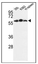 AP14717PU-N - Estrogen-related receptor gamma