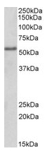 AP22375PU-N - FOXC1 / FKHL7 / FREAC3