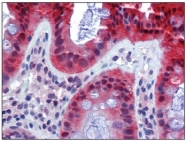 AM20344PU-N - Caspase-7