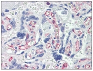 AM20344PU-N - Caspase-7