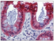 AM20348PU-N - Caspase-7