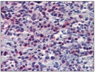 AM20348PU-N - Caspase-7