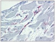 AM20381PU-N - Caspase-9