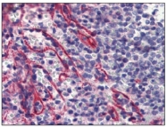 AM20381PU-N - Caspase-9