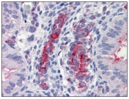 AM20381PU-N - Caspase-9