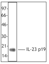 AM20386PU-N - Interleukin-23 alpha / IL23A