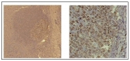 AM20401PU-N - Rhombotin-2