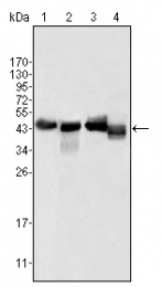 AM20404SU-N - Apolipoprotein A IV / ApoA4