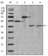 AM20427SU-N - Apolipoprotein A IV / ApoA4