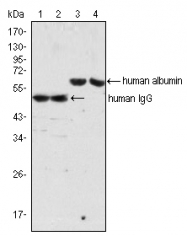 AM20434SU-N - Albumin