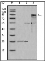 AM20446SU-N - Myeloperoxidase