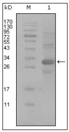 AM20451SU-N - CD166
