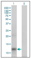 AM20463PU-N - Apolipoprotein A II / Apo AII