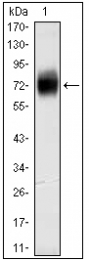 AM20475SU-N - CD38