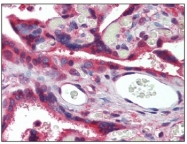 AM20481SU-N - Myostatin