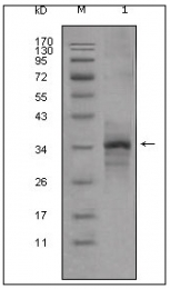 AM20481SU-N - Myostatin