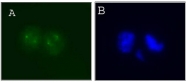 AM20483PU-N - Aurora kinase A