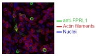 DM1216 - FPR2 / FPRL1