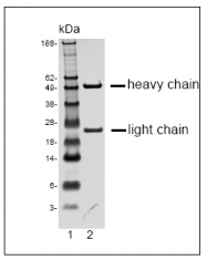 DM1216 - FPR2 / FPRL1